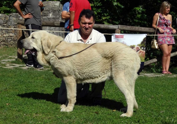 Gordon de La Calellla de Otur: VG2, Puppy Class Males, Cangas de Onis, Asturias, Spain 05.07.2014 
Keywords: 2014