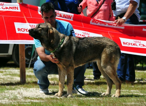 Jana de Blendios del Dobra: Very Good 3º - Puppy Class Females, Loredo, Cantabria, Spain 29.06.2013
Keywords: 2013