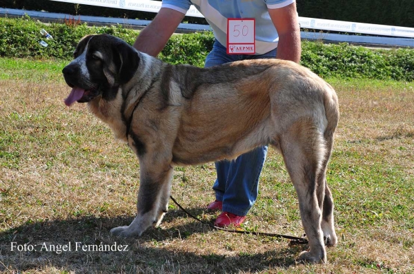 Nala de Valle de Pisueña: MB 3 - Puppy Class Females, Cervera de Pisuerga 13.08.2011
Keywords: 2011 pisuena