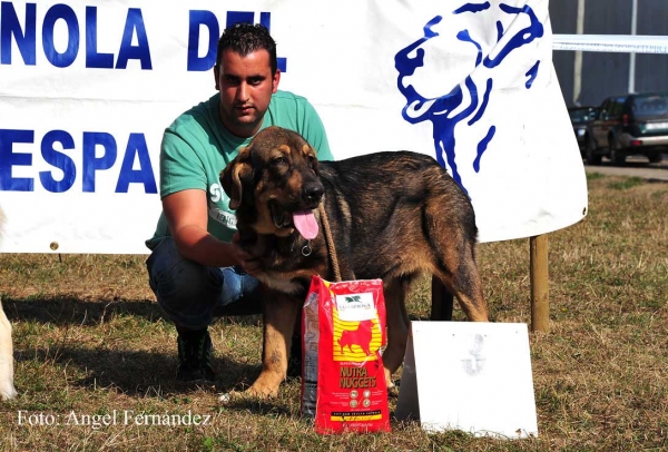 Bandido de Fuente Mimbre: MB 3 - Puppy Class Males - Cervera de Pisuerga 13.08.2011
Keywords: 2011 fuentemimbre