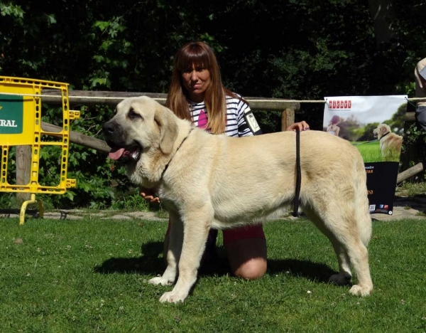 Diablo de Montes del Pardo: VG3, Puppy Class Males, Cangas de Onis, Asturias, Spain 05.07.2014 
Keywords: 2014