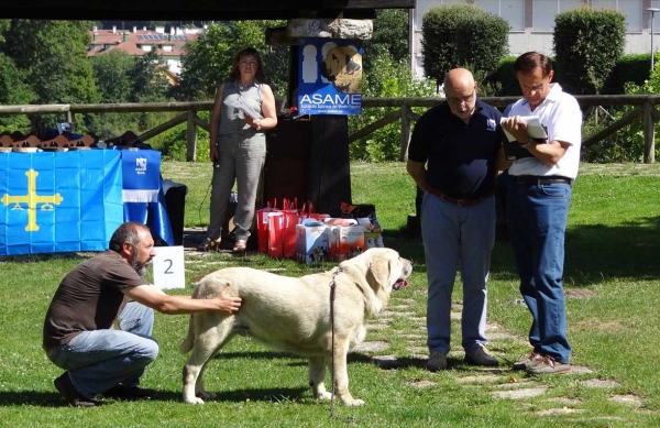 Pizarro de la Ribera del Pas: VG4, Puppy Class Males, Cangas de Onis, Asturias, Spain 05.07.2014 
Keywords: 2014