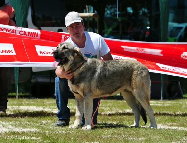 Rex de Blendios del Dobra: Very Good 4º - Puppy Class Males, Loredo, Cantabría, Spain 29.06.2013  
Keywords: 2013