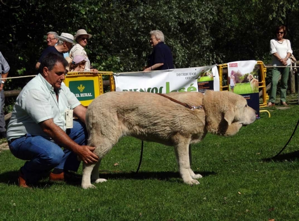 Faco de Zambranita: VG5, Puppy Class Males, Cangas de Onis, Asturias, Spain 05.07.2014 
Keywords: 2014