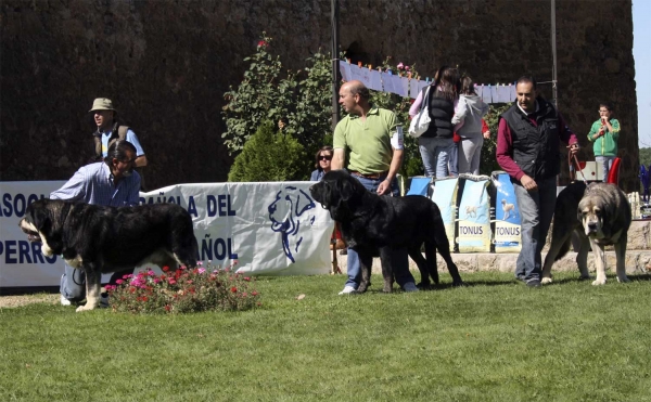 Azabache de Campollano: EXC 2, Costero de Buxionte: EXC & Fernando de Valdejera: EXC - Open Class Males, XXVIII Monográfica AEPME 13.09.08
Azabache: (Ribero de Reciecho x Clara de Campollano) - born: 19.01.2004
Costero: (Ulises de Babia x Rayas de Los Zumbos) - born: 14.08.2004
Fernando: (Caballero de Hazas de Cesto x Oda de Valdejera) - born: 26.09.2005
Keywords: 2008