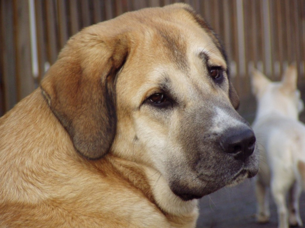 Fayescka
A nice 9 months old girl from Haus von Steraldted  

Keywords: puppy cachorro head portrait cabeza