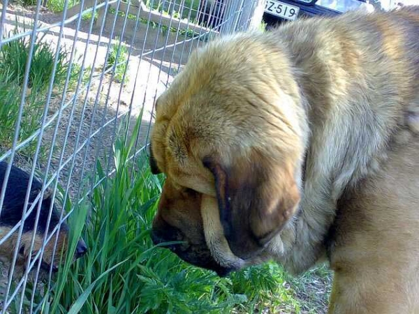 Dozy Dragon Herbu Wielka Lapa & Otto
(Druso de la Aljabara x Bancia Dobra Rasa) 
Keywords: pet head portrait cabeza satu