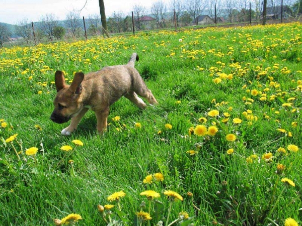 Puppy from Fre-Su
... like a rabbit...  

Keywords: fresu puppy cachorro