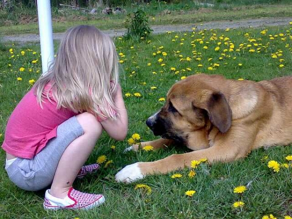 Becky z Netluckych Pastvin with friend
(Ramonet x Conchitta Tornado Erben)
Keywords: kids satu