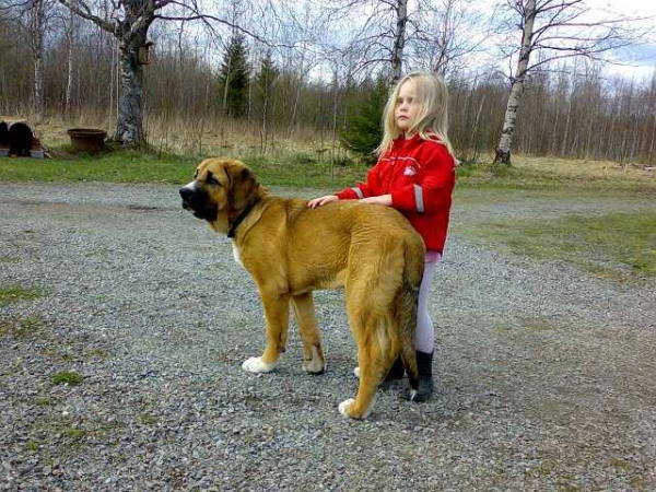 Becky z Netluckych Pastvin with little girl, Miisa 4 years
(Ramonet x Conchitta Tornado Erben)
Keywords: satu kids