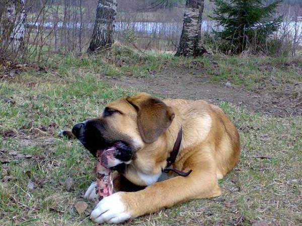 Becky z Netluckych Pastvin
(Ramonet x Conchitta Tornado Erben)
Keywords: satu