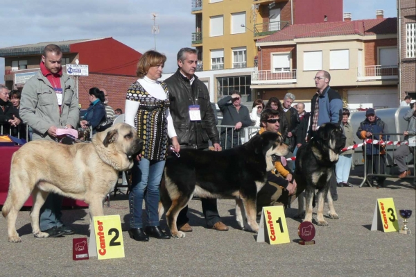 2º Jas de La Majada los Robles, 1º Zamarrón de Los Zumbos & 3º Ahón de Abelgas - Íntermedia Machos Concurso Mansilla de las Mulas 09.11.2008
Keywords: 2008 majada