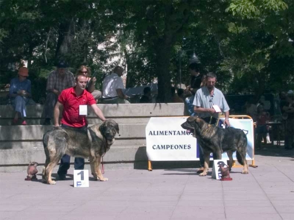 Intermediate Class Males: 1. Pol de Reciecho & 2. Sultán de Abelgas - AEPME, Valencia de Don Juan, León, 02.09.2006
Pol: (Arroyo de Trashumancia x Luna de Reciecho) - Born: 07.09.2005
Sultán: (Girón x Karima) - Born: 15.11.2004
Keywords: 2006