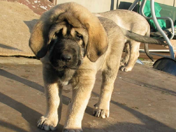 Puppy from Fre-Su
(Ch SANSON del Dharmapuri X Ch LORI FRE-SU) 
Born: 14.02.2007 
Keywords: fresu