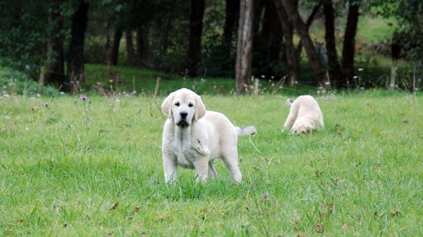 Puppies from Villapedre - born 22.08.2007
Tejo de Fuente Mimbre x Gitana de Folgueras 
22.08.2007   

Keywords: puppyspain puppy cachorro