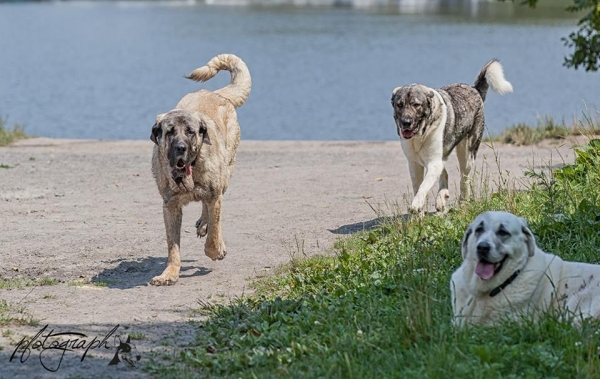 Mar, Malibu & Massima
3 happy mastines adopted from Spain! 
Massima and Malibu is from from Villamartin/Cadiz, Mar is from León 
