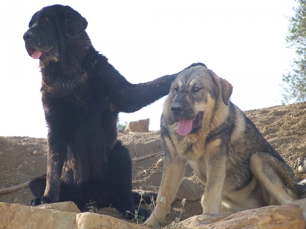 Zarzamora & Dama de Fuente Mimbre - Winner Photo of the Month July 2006
Keywords: pizarra