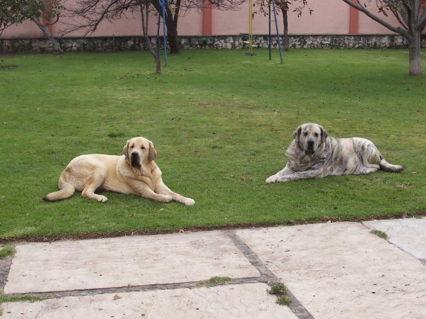 Estrella (10 months old) and her mother Luna (5 years old)
Keywords: serafin