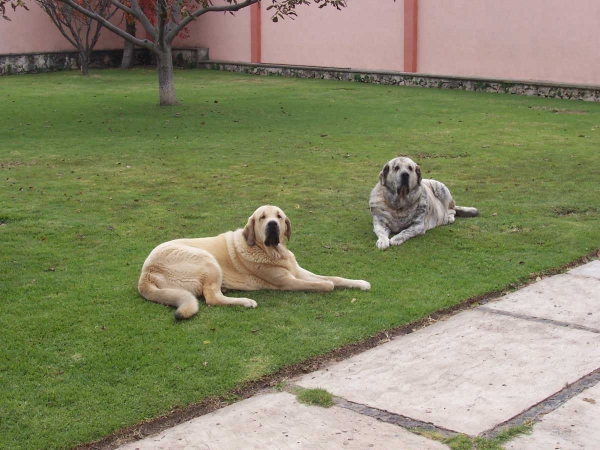 Estrella (10 months old) and her mother Luna (5 years old)
Keywords: serafin