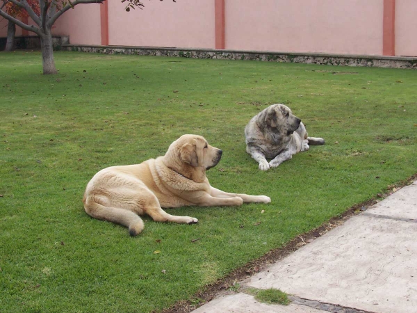 Estrella (10 months old) & her mother Luna (5 years old)
Keywords: serafin