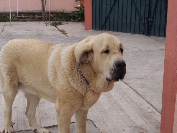 Estrella - 10 months old
(Moro x Luna)
Keywords: serafin