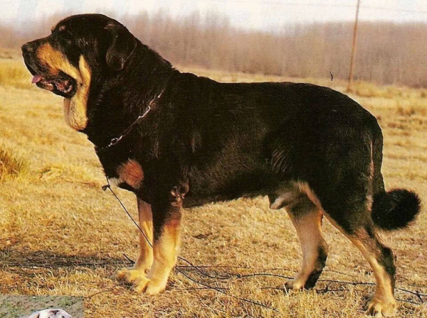 Truman
Ch. Tigre x Nuca
Born: 28.04.1993 
Breeder: Luis Rabanal, owner: Agustín Fernández Díez 
Keywords: cuetonegro