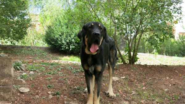 Furco de Abeldas...Hijo de Kereval y nieto de Guido
