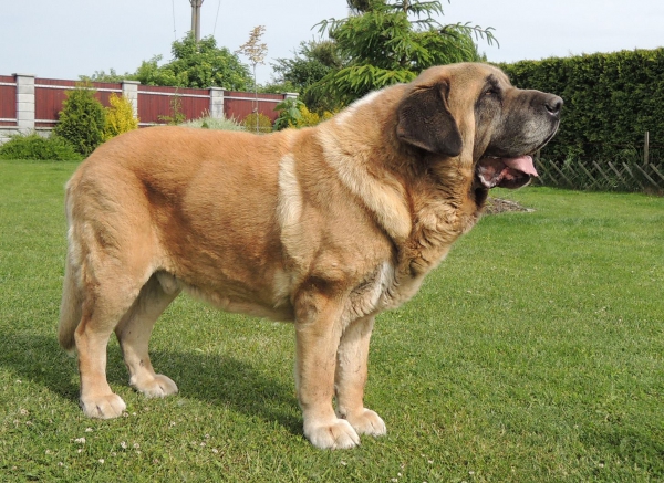 Amigo Zeus Bis Mastibe - 10 years old
Enamorado Ernesto Mastibe x Feya Mastibe
Born: 31.05.2005

Keywords: mastibe