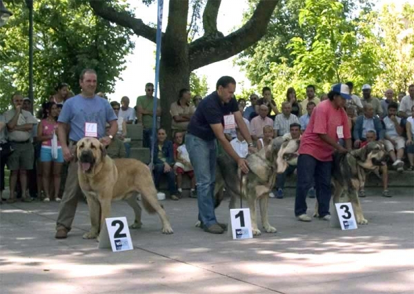 Young Class Males: 2. Toura de Fonteferra, 1. Fernando de Valdejera & 3. Catón - AEPME, Valencia de Don Juan, León, 02.09.2006
Toura: (Ch. Cañon de Fuente Mimbre x Seda de Cueto Negro) Born: 01.04.2005
Fernando: (Caballero de Hazas de Cesto x Oda de Valdejera) Born: 26.09.2005
Catón: (Ch. Cañon de Fuente Mombre x Seda de Cueto Negro) Born: 01.04.2005

Keywords: 2006