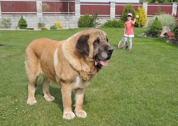 Amigo Zeus Bis Mastibe - 10 years old
Enamorado Ernesto Mastibe x Feya Mastibe
Born: 31.05.2005

Keywords: mastibe