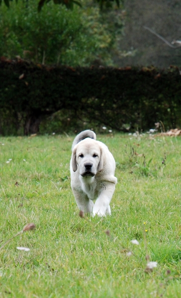 Puppy from Villapedre - born 22.08.2007
Tejo de Fuente Mimbre x Gitana de Folgueras 
22.08.2007   

Keywords: puppyspain puppy cachorro