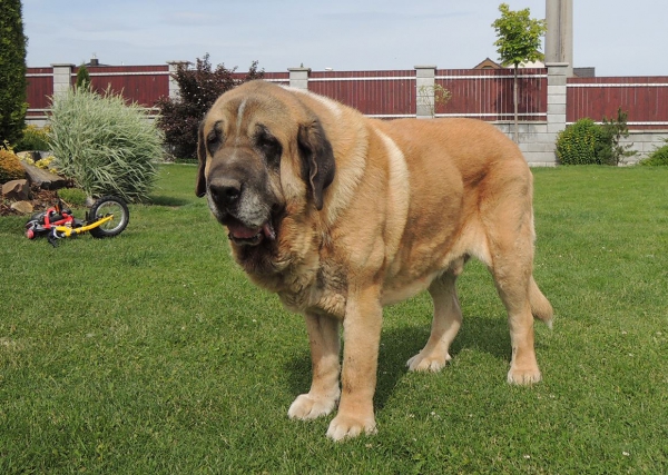 Amigo Zeus Bis Mastibe - 10 years old
Enamorado Ernesto Mastibe x Feya Mastibe
Born: 31.05.2005

Keywords: mastibe