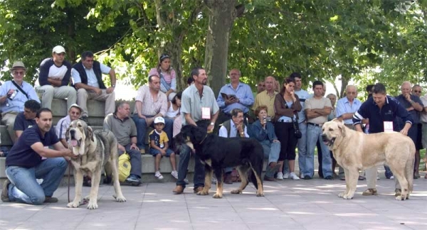 Fernando de Valdejera EXC. 1, Best Young, Girón de Abelgas VG & Caruso EXC. - Young Class Males, AEPME, Valencia de Don Juan, León, Spain, 02.09.2006
Fernando: (Caballero de Hazas de Cesto x Oda de Valdejera) Born: 26.09.2005
Girón: (Girón x Trota) Born: 20.03.2005
Caruso:  Caruso: (Ch. Cañon de Fuente Mombre x Seda de Cueto Negro) Born: 01.04.2005

Keywords: 2006