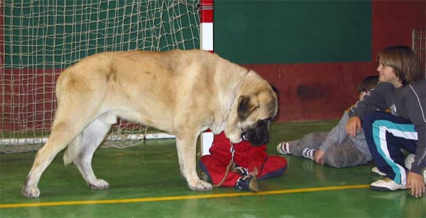 Sansón EXC. 1, CAC, Best Male & Best in Show - Intermediate Class Males, XXV Monográfica AEPME, Agoncillo, La Rioja, Spain - 30.10.2005
(Ordoño x Princess de Vega Albares)
Born: 28.03.2004
Breeder: Angel Sáinz de la Maza
Owner: César Estébanez Alonso  

Keywords: 2005 baolamadera