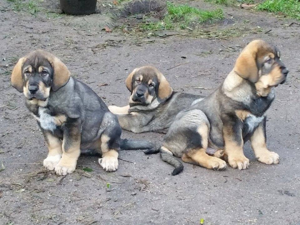 Cachorros Terra de Montes
Keywords: terrademontes puppyspain