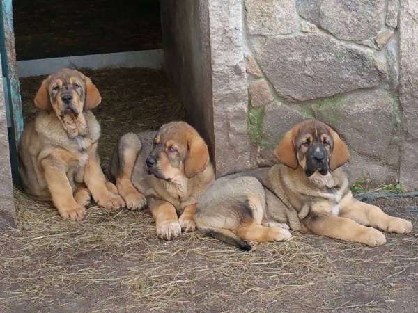 Cachorros Terra de Montes
Keywords: terrademontes puppyspain