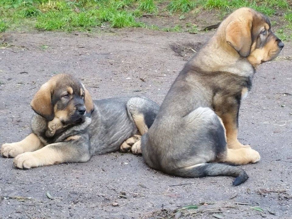 Cachorros Terra de Montes
Keywords: terrademontes puppyspain