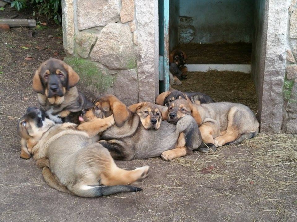 Cachorros Terra de Montes
Keywords: terrademontes puppyspain