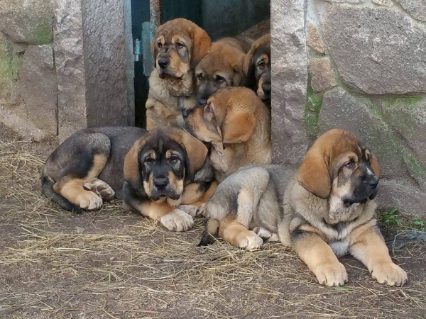 Cachorros Terra de Montes
Keywords: terrademontes puppyspain