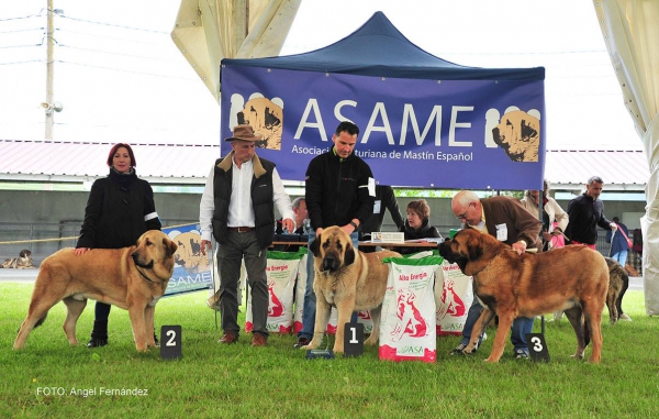 Llanera, Spain 07.05.2016
Palavras chave: 2016 asame