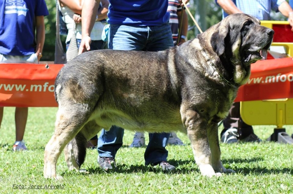 Wilki de Bao la Madera - BIS Villablino 03.07.2013
Catón de Campollano X Encina de Bao La Madera
Born: 22.04.2008
Keywords: 2013 carpinteria