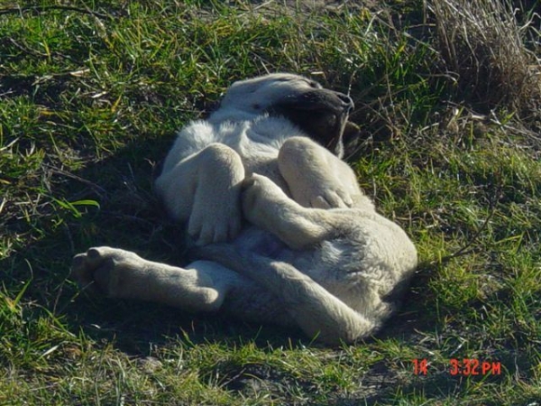 Puppy from kennel Tornado Erben
Cachorrito
Keywords: puppyczech puppy cachorro