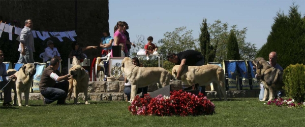 Young Puppy Class Females - Clase Jóvenes Hembras - Monográfica AEPME 13.09.2008
Keywords: 2008