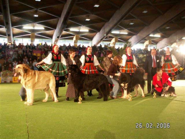 Basil Mastifland: CWC, BOB, BOG - Dog Show in Leszno - Champion of champions 27.02.2006
Davidoff Von Haus Vom Steraldted x Ida FI-IT
Keywords: 2006 ludareva