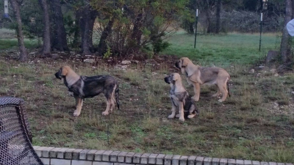 New puppies
Bora and Elda: Capitan de Babia x Triana de la Portiecha - born 29.  july 2916
Creta: Junco de la Portiecha x Cala de El Siledín - born 14. august  2016

