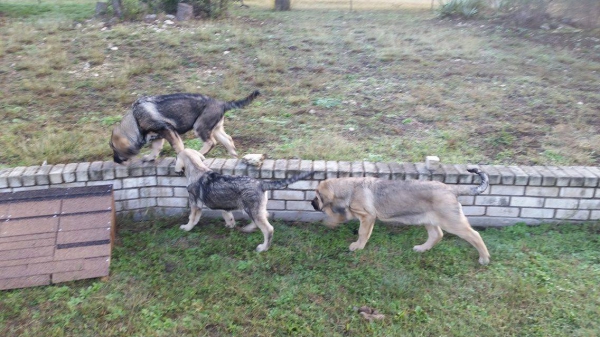 3 New puppies
Bora and Elda: Capitan de Babia x Triana de la Portiecha - born 29.  july 2916
Creta: Junco de la Portiecha x Cala de El Siledín - born 14. august  2016

