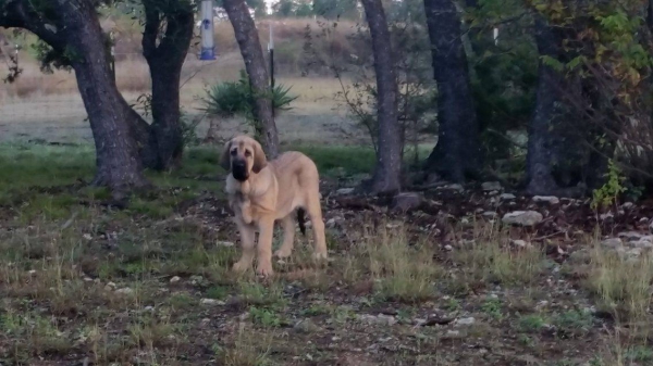 New puppy
Bora and Elda: Capitan de Babia x Triana de la Portiecha - born 29.  july 2916
Creta: Junco de la Portiecha x Cala de El Siledín - born 14. august  2016

