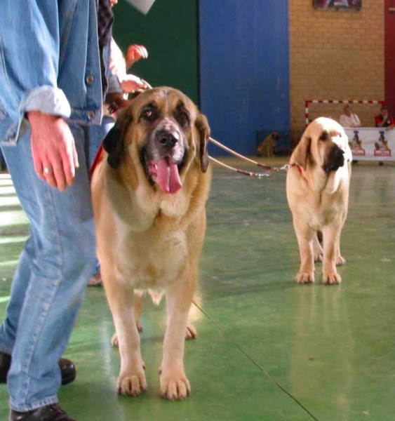 Milena de Hazas de Cesto, Exc. 1 & Feya Mastibe, VG. 1 - Champion Class Females - XXV Monográfica AEPME, Agoncillo, La Rioja, Spain - 30.10.2005
Milena: (Ch. Emperador de Hazas de Cesto x Dama de Hazas de Cesto) - Born: 12.09.2002
Breeder & owner: José Fdo. Uslé Rugama

Feya: (Ch. Basil Mastifland x Ch. Connie Mastibe) - Born: 08.05.2003 
Breeder & owner: Iva Jarova  

Keywords: 2005