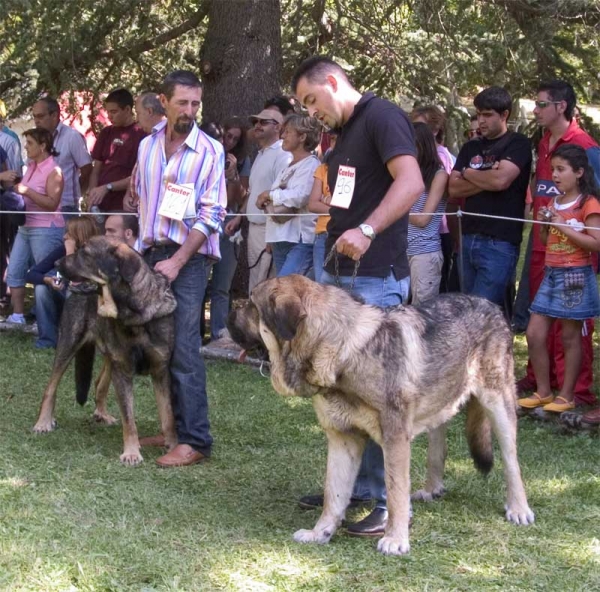 Open Class Males - Barrios de Luna 10.09.2006
No. 161
No. 96
Keywords: 2006