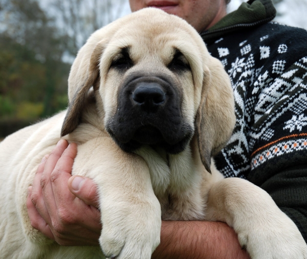 Puppy from Villapedre - born 22.08.2007
Tejo de Fuente Mimbre x Gitana de Folgueras 
22.08.2007   

Keywords: puppyspain puppy cachorro